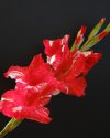 Gladiole II